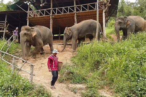 Elephant Village Sanctuary (half.